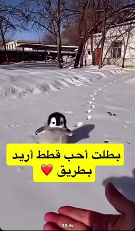 بطريق كيوووت 🐧#اكسبلورexplore #القصيم #fyp #fouyou #حيوانات