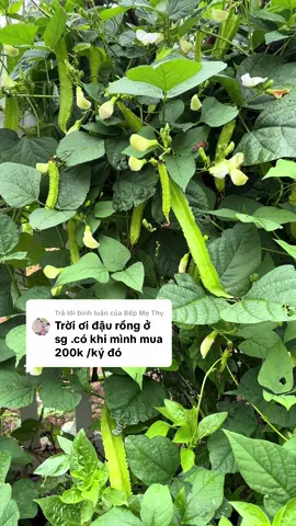 Trả lời @Bếp Mẹ Thy bà nói thiệt k để t đầu tư 🤣 #caynhalavuon #trongrausach #trongrautainha #bophoveque #dolphin16t 