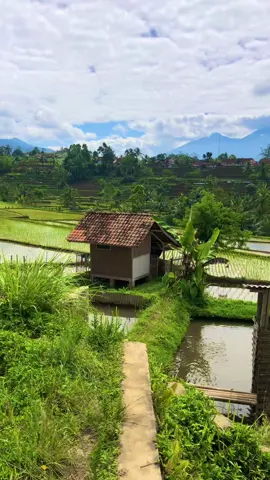 Sampurasun,Mapay jalan satapak#reels__tiktok #kampungkuring #lemburkuring #suasanapedesaan #suasanapesawahan #pilemburanendah #vlogpedesaan #pemandanganalam #tasikmalaya_jawabarat #fyp #fyp 