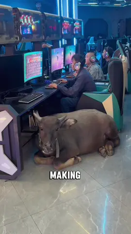 “Water buffalo are huge,but really gentle” #animals #foryoupage #cow #facts #tiktok  