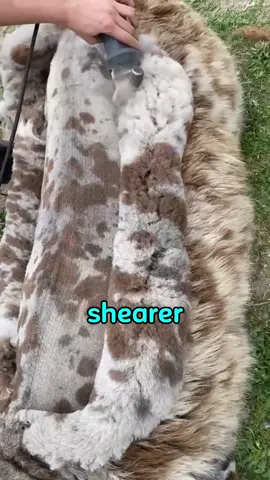 How sheep get their wool trimmed #foryou #tiktok #fyp 