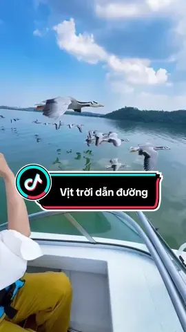 Vịt trời dẫn đường #xh 