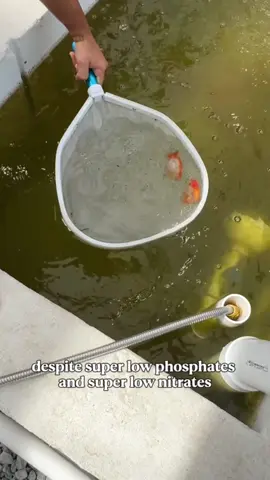 #stitch with @The Goldfish Guy Easy answer, but not very intuitive. Algea will use the available resources to grow which is why sometimes the water column is super clean despite the presence of algea. This simply means your algea is keeping up with the fish waste in this system. Water quality is fine, but watch those O2 levels! #naturalscience #aquariums #nitrogencycle #plantedtank 