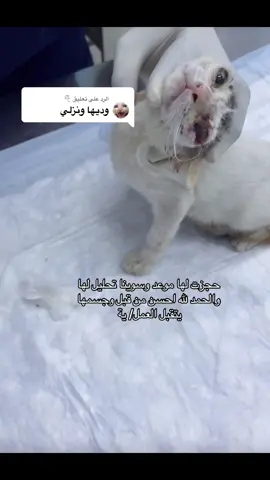 الرد على @🎐تستأهل أنها تعيش باقي حياتها وهي بصحتها وعافيتها 💓 تويتي أنقذتها من الهدد والحين هي في امان وعندي 🩶 بدونكم مااقدر أكمل إنقاذ الأرواح البريئة اللي أصادفها قدامي 💔🥺#اكسبلور #اكسبلورexplore #fyp #foryou #catsoftiktok @roáa 🐱🐈‍⬛ @catsrescue1 