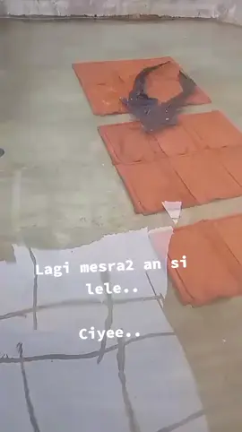 Induk lele lagi mesra mesra nya... #perikanan #catfish #lele 