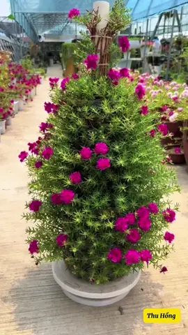 Hoa mười giờ #nhavuonthuhong86 #hoamuoigo #yeuhoa #caycanhdep #xuhuong 