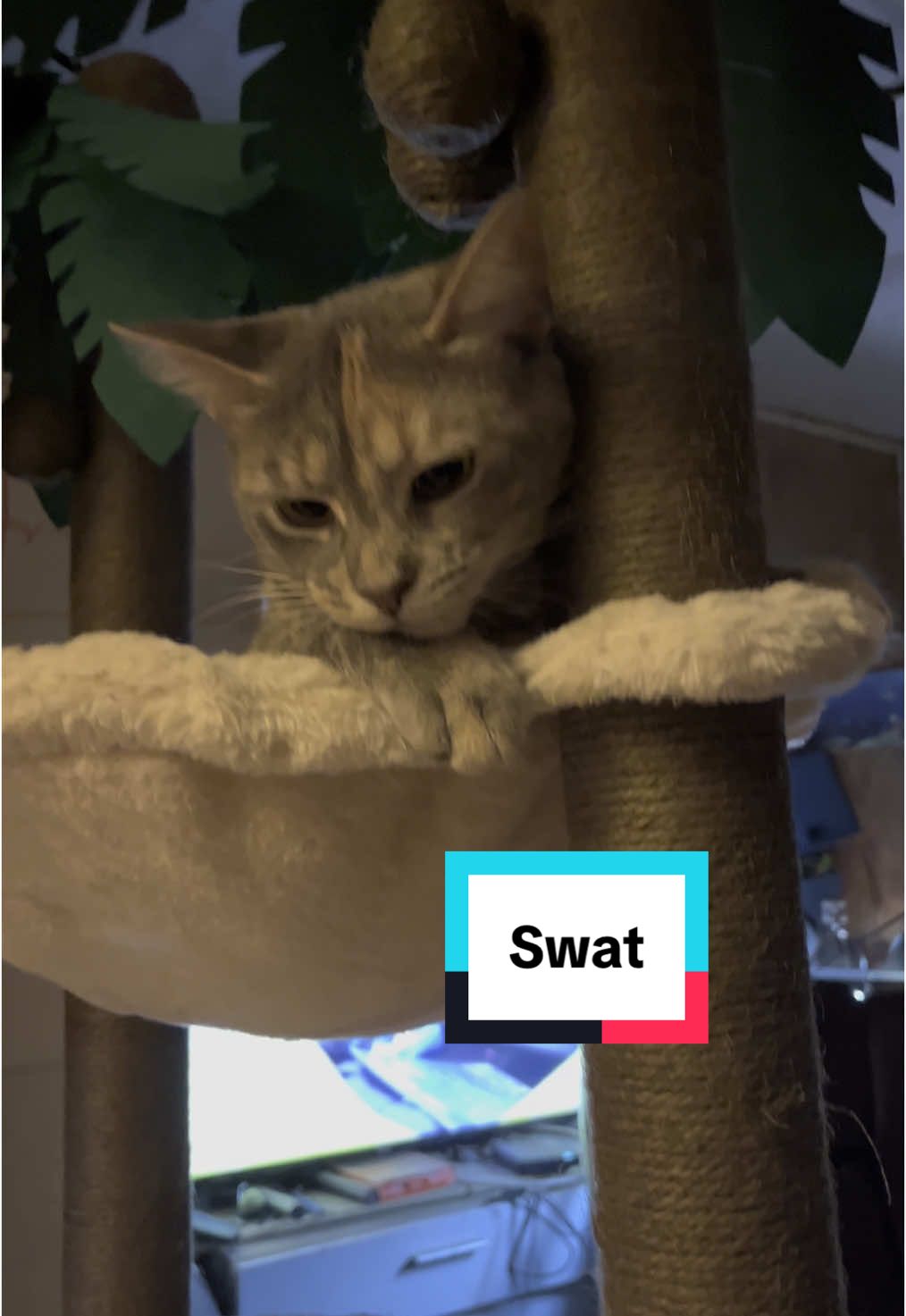 #catlover #cat #kittie #catsanddogs #petadventures 