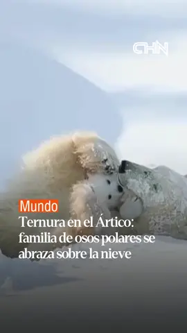 SEGUIME PARA LOS 50K  #Mundo I Una adorable escena captada en el Parque Nacional Wapusk, en Canadá, ha conquistado corazones en redes sociales. Se trata de una familia de osos polares compartiendo abrazos en medio del paisaje nevado, en una muestra de afecto que ha sido descrita como uno de los momentos más tiernos del Ártico. El emotivo video, registrado por el fotógrafo @rmsteckphotography, muestra a una madre oso polar junto a sus crías, acurrucados y abrazados mientras descansan sobre la nieve. La imagen se ha viralizado rápidamente, generando reacciones llenas de ternura y admiración por estos majestuosos animales.  #chn25osos