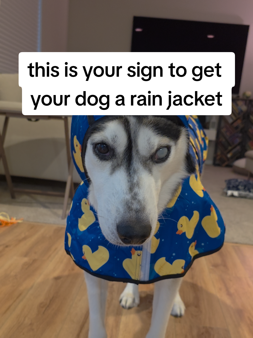 keeping them dry means less work for me, plus they look so cute #huskylife #huskies #doglife #dogsoftiktok   #huskiesoftiktok 