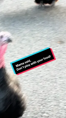 Playing with my food! That turkey trot! 😂🤷🏻‍♀️ #turkeytiktok #viralvideo 