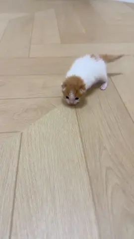 It wobbled over to me—so adorable!#fyp#kittensoftiktok#cutekitten#catlover#toocute#catvideo#kitty#babykitten#kitten#cutecat#catlover#foru