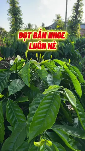 Bắn đọt mạnh nè bà con