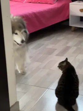 #viral #mascotas #mascotastiktok #mascotasdetiktok #mascotasfelices 