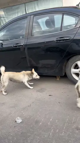 #cat #trending #xuhuong #fyp #pet 