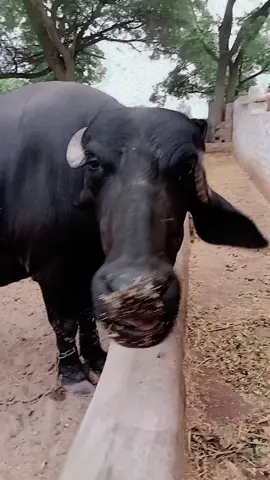 Bahawalpur alay🤟