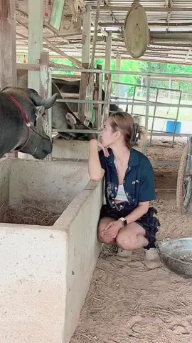 เทิงเครียดเทิงจ่ม#น้องควายฉลาดแสนรู้ #DCRFarm #viral?videotiktok #ซ้อมุเงิน 