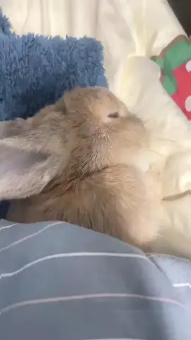 Cute 🥰 bunny 🐰 #bunnylove #bunnyrabbit #rabbitsoftiktok #🐰🐰 