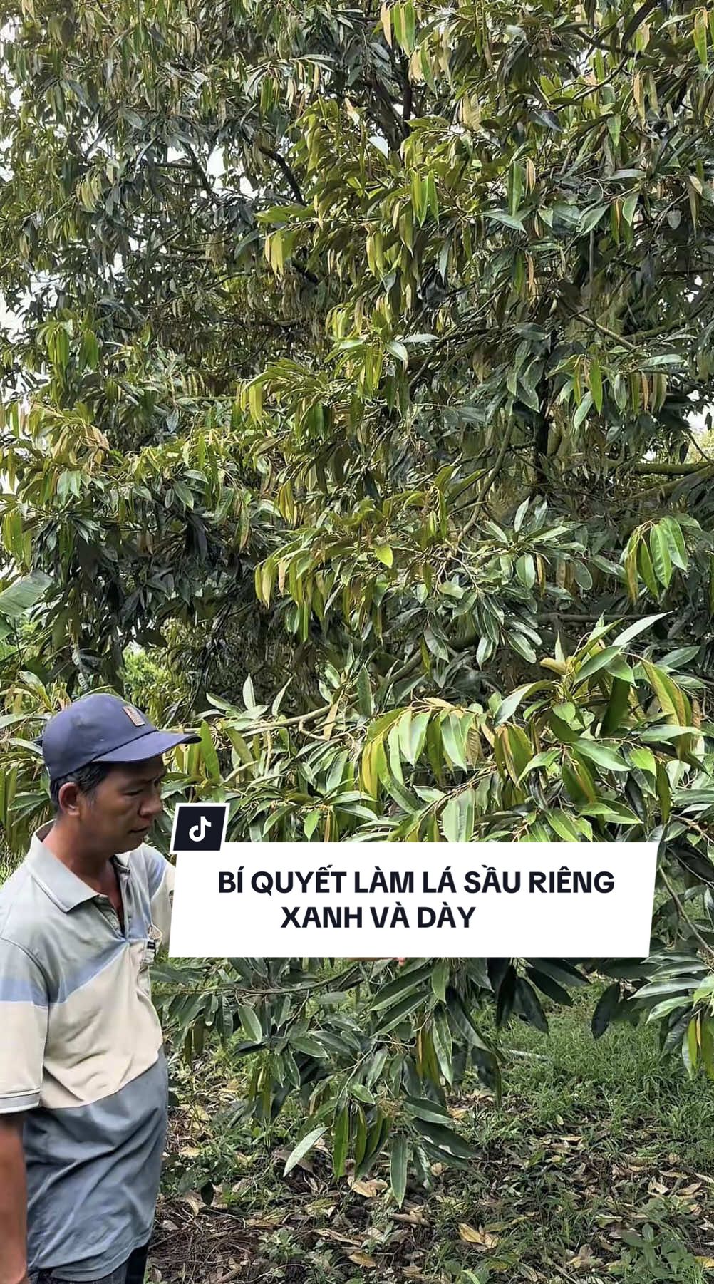 Trả lời @Đặng Hoàng Tâm Cha tợ tưới dòng hữu cơ này nè#chutosaurieng #saurieng #mientay 