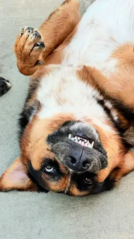 We’re so sad to say goodbye to Rocky 💙 He had his last daycare day before moving out of state. From naps to pool days, he brought so much joy to our pack 🐾 Good luck on your next adventure, Rocky! Drop a 💙 if you’ll miss him too. #Goodbye #dogtok #dogdaycare #dogs #fyp 