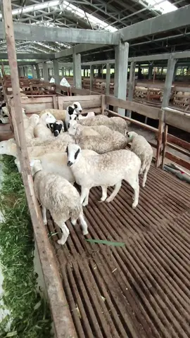 GARUT BETINA MURNI Siap meluncur kawinn #viral  #fyp  #trending  #agroinvestamafarm 