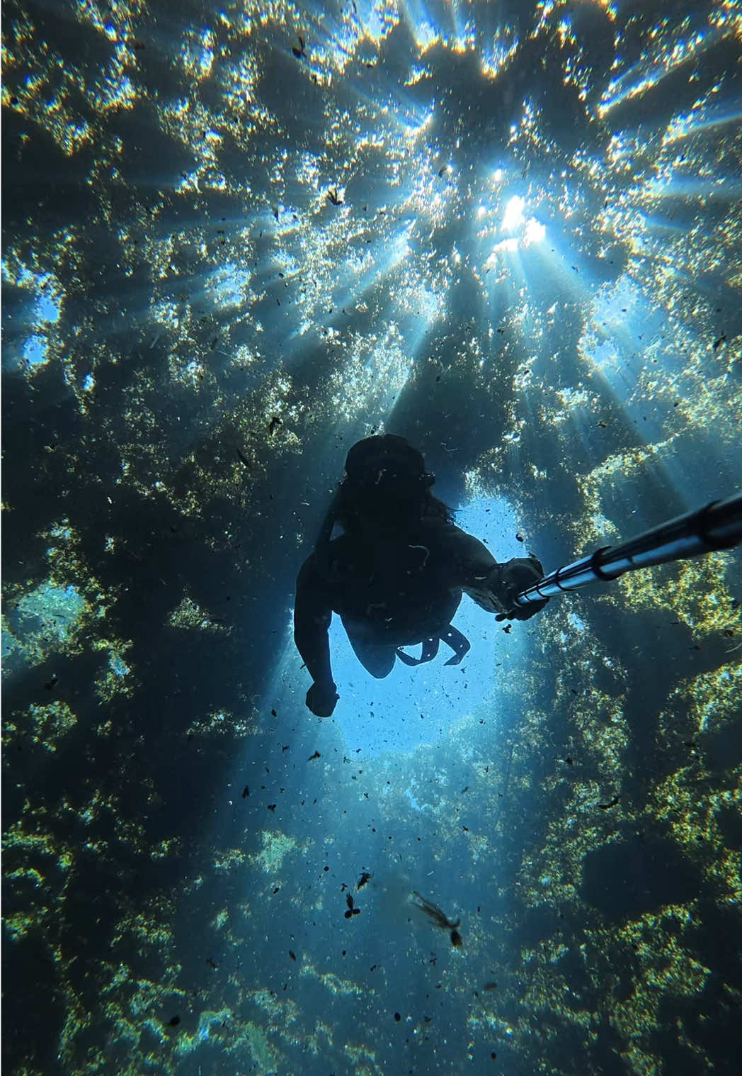 Natures wonders #floridasprings #swamp #freedive #freediving @DJI Osmo 