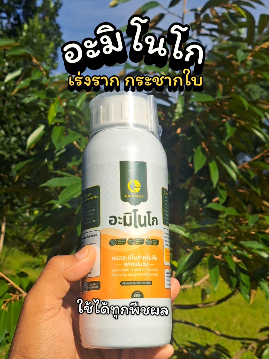 อะมิโก เร่งรากเร่งใบ #อะมิโนโก #aminogo #อะมิโนโกเร่งรากกระชากใบ #สวนทุเรียน 