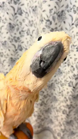 Romeo’s a reverse Gremlin — the only time he’s sweet is when he’s wet. Forget midnight snacks, just add water and suddenly he’s Mr. Nice Guy 🛁✨  #BathTime #ReverseGremlin #Cockatoo #rescue #rescuebird 