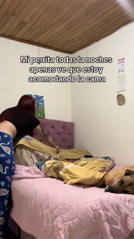 Aveces no me deja cama 🥲 #fyp #perritos 