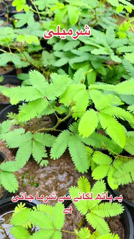 New green life nursery #fyp #foryoupageofficiall #100kfollowers #dontunderreviewmyvideo #overseaspakistani 