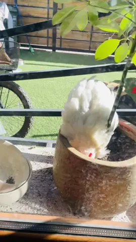 Cuando pensé que mi gatita me hacía hoyos en los maceteros, NOOOO!! Era Don Cazuela 🤣🤣🤣 #Cazuela #pollo #gallo #pollomascota #mascotas 