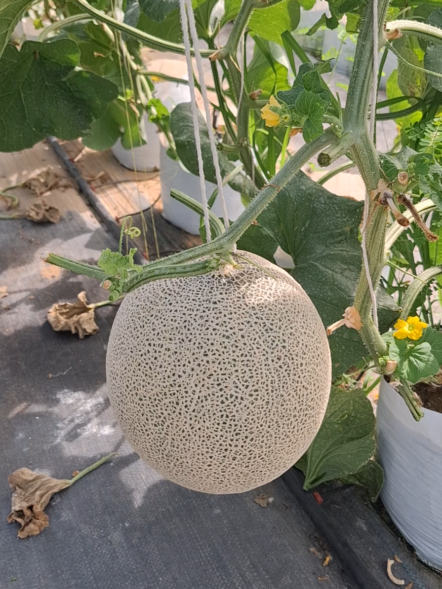 เมล่อนญี่ปุ่น อาซาฮี 🍈 #เมล่อน #เมล่อนญี่ปุ่น #farm4u 