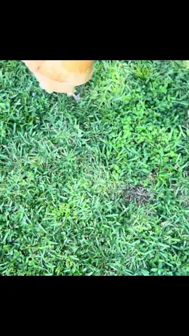 #Chick #Chicken #Chickens #MyFlock #FlockAroundAndFindOut #Turkin #MyChickBad #BackYardChickens #FloridaChicks #SillyChicks #HenniferLopez #CardiBeak #DonielleTrump #PolishHens #ViralChicks#RhodeIslandRed #SilverFox #Uniquea #Rescued #ViralPost#RescuedWithLove #TheseChicksSavedMe #LoveMyChicks #SWFL #FunnnyFarm #FYP#FunnyChickens 