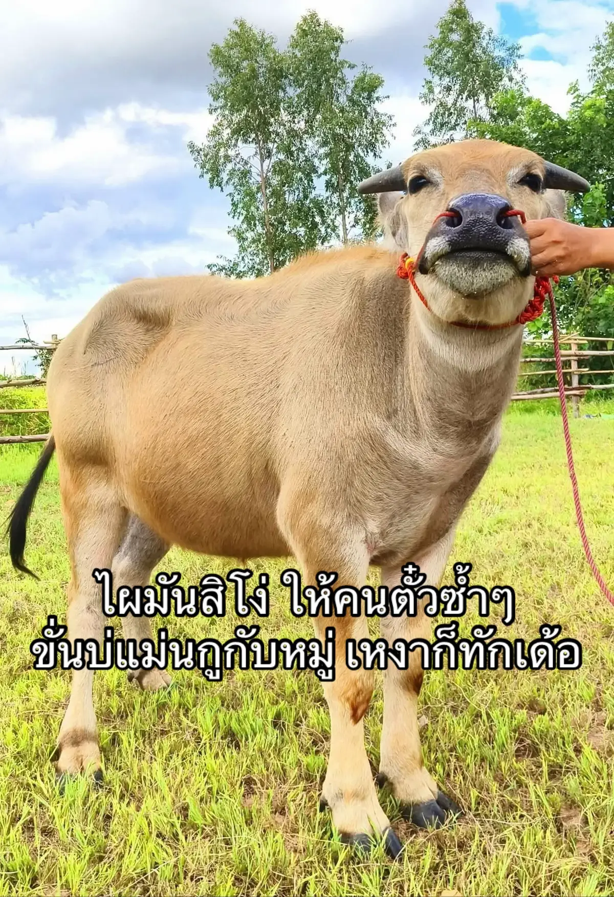 #fyp #ขึ้นฟีดเถอะ #อีสานบ้านเฮา #เซียนหรั่ง #ติดตามมาติดตามกลับ 