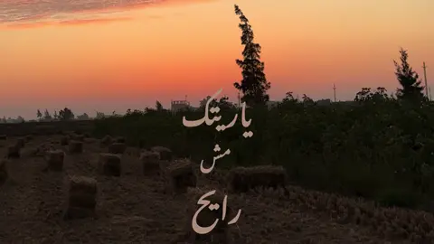 ياريتك مش رايح ياريتك.. #بدون_موسيقى #fyp #egypt #random #beach 