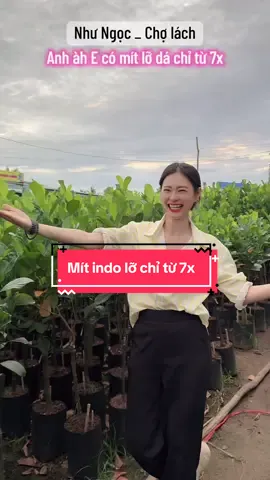 Mít indo lỡ chỉ từ 7x..🌳🌳🌳 #nhungoc_cholach #xuhuong #caygiong #mitindo #mitindolo