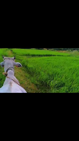 အလှအပတွေကုန်ဆုံးချိန်#myanmartiktok🇲🇲🇲🇲 #tiktok #foryou #foryoupage #စာတို 