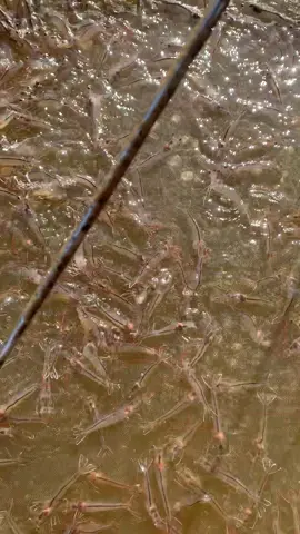 27ngày nắng mưa thất thường khó ăn quá mn ạ#xuhuong #nuôitômthẻ #nuôi_tôm_ao_đất #Lữcần1993 