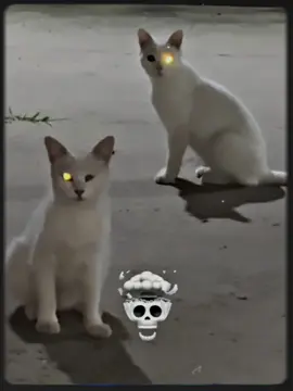Cat😈😈#edit #animals #cat #catlover #trending 
