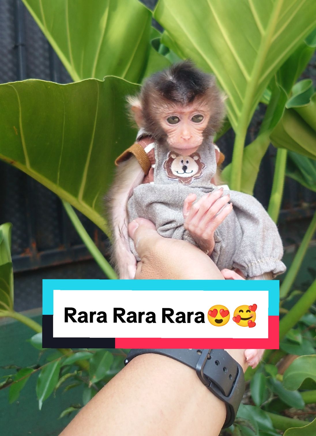 Baby Beruk Rara so little and cute 🤗  #beruk #monyet #fypシ゚ #monyetlucu #monkey 