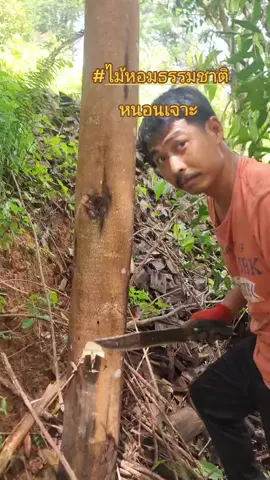 #ไม้หอม #ไม้หอม #ไม้กฤษณา #โรงกลั่นน้ํามันไม้กฤษณา จันทบุรีตราด# หนอนเจาะธรรมชาติไม้หอม