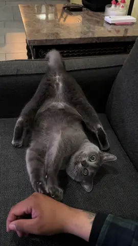 That’s crazzzyyyyy #fyp #cat #russianblue #pet #catsoftiktok 