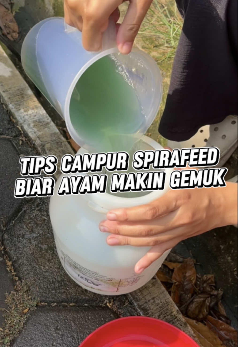 Ini dia yang paling banyak ditanyain, Spiramin langsung jawab disini! Simak info lengkapnya biar gak salah lagi! #spirafeed #peternakayam #ayambroiler #anakkandang #peternakmuda 
