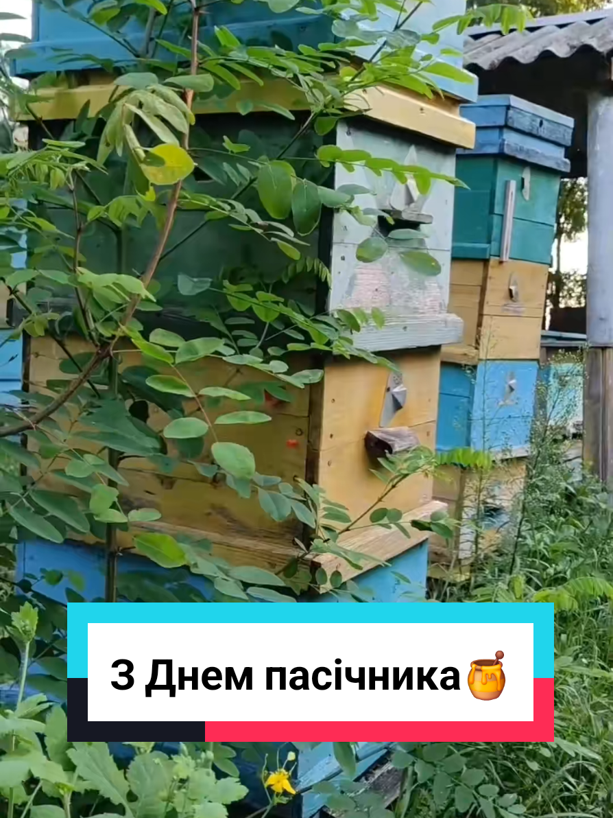 Кіт-поет Ірис вітає всіх бджолярів і своїх глсподарів з Днем пасічника! #кітпоетірис #пасіка #бджоли #вітання #вірші_українською 