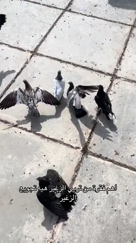 #بغداد #مدينه_الصدر #الشعب_الصيني_ماله_حل😂😂 