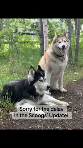 He’s been ok-ed for road trip travel since he’ll be restricted to his bed in the truck. So, we’re gonna let him see some Alaskan scenery from the truck’s passenger seat as he heals up. He’s a fighter for sure. #TwoHuskiesAndADove #ScoogsAndSnow 