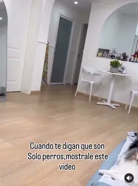 Cuando te digan que solo son perros muéstrales este video ? #perros #dog#amigos #friends#best #bestfriend 