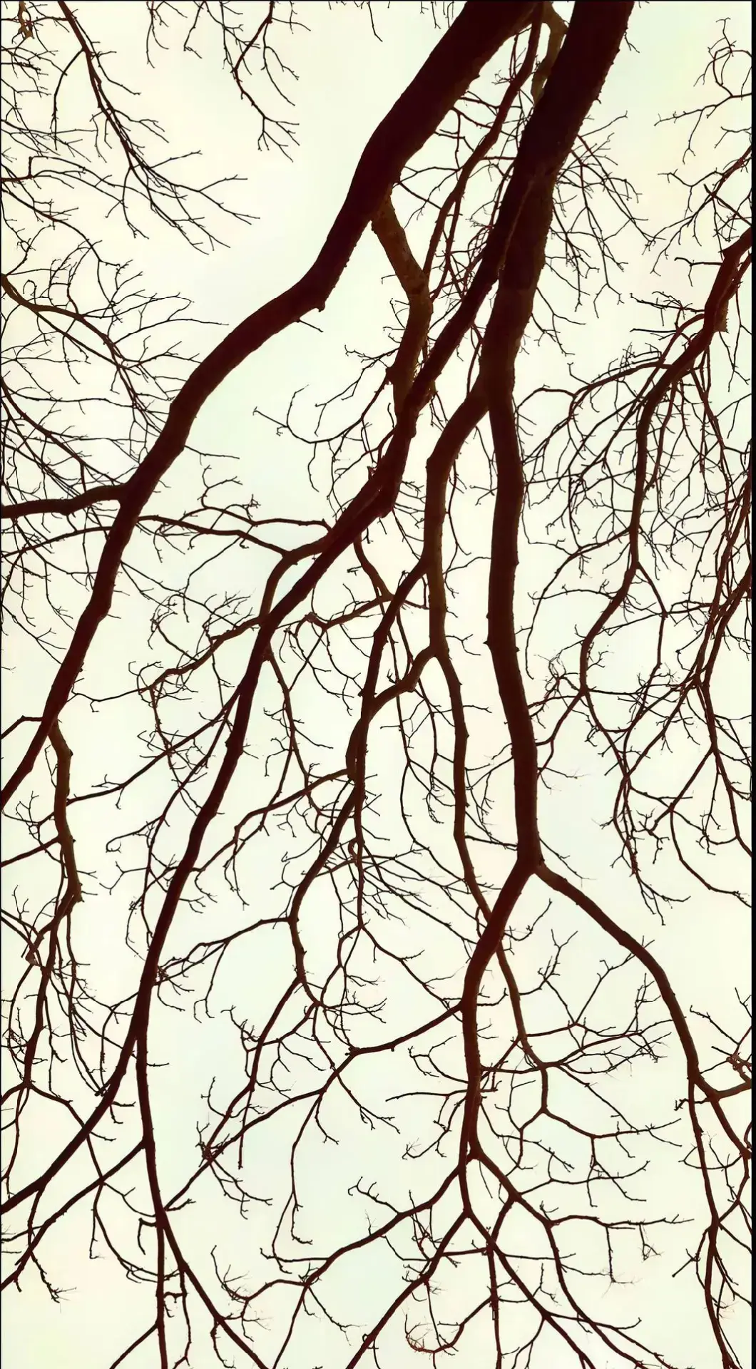 #fyp #pendakigunung #foto #ranting #mentahan 