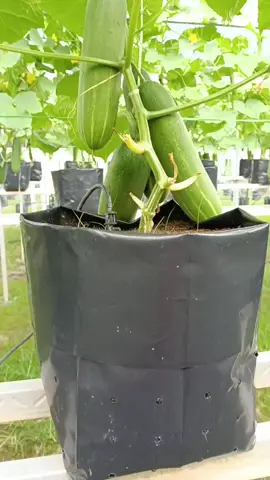 macam bole2 suda.. alhamdulillah  #fyp 