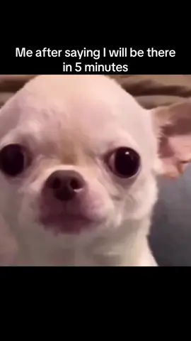 I’m on my way I promise! Btw  Don’t miss the EvilDog bananza on base chain get your $EDOGs today #evildog #memes #funny #fyp #chihuahua 