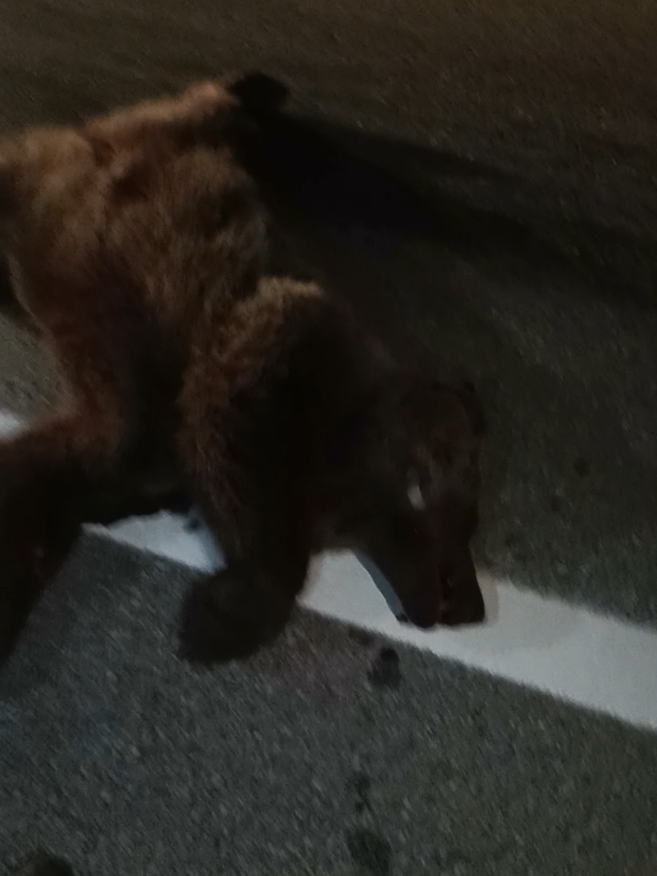 #ayı #hırç #erzincan #ayıyaçarptık 